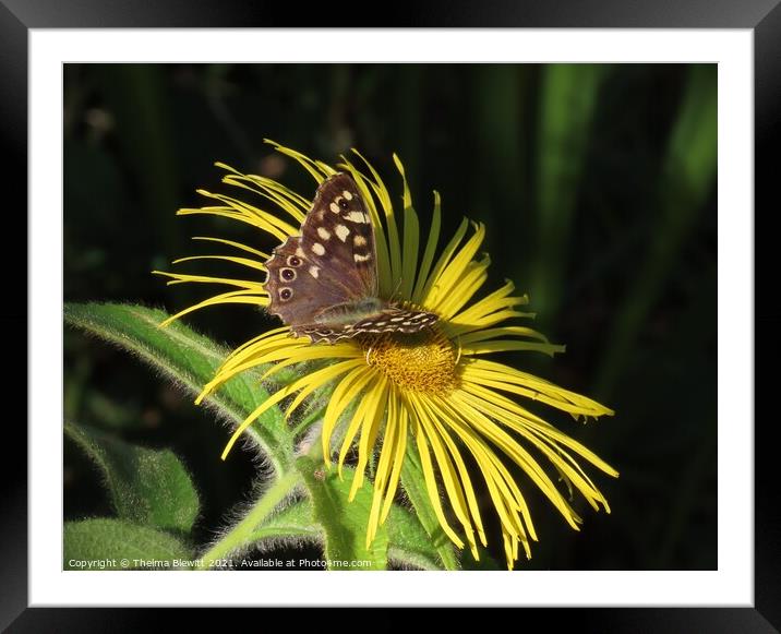 Butterfly at rest Framed Mounted Print by Thelma Blewitt
