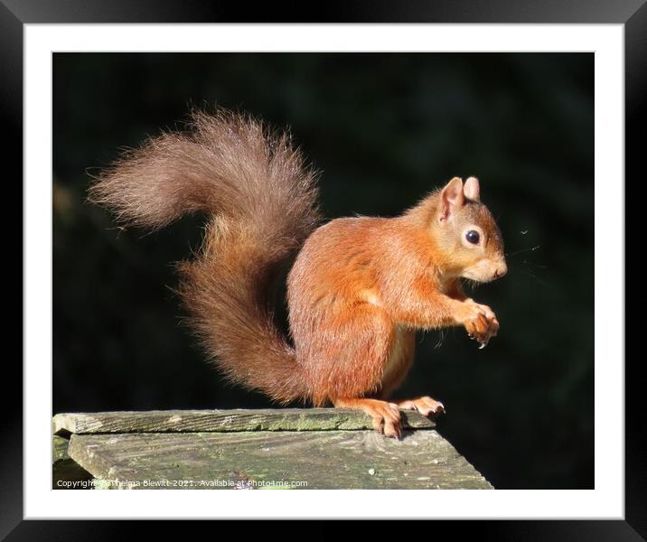 Red squirrel posing Framed Mounted Print by Thelma Blewitt