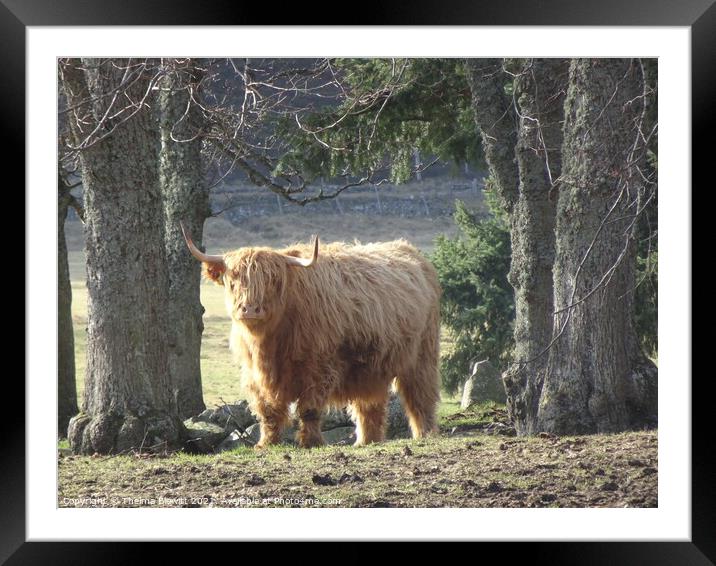 Highland Cow Framed Mounted Print by Thelma Blewitt