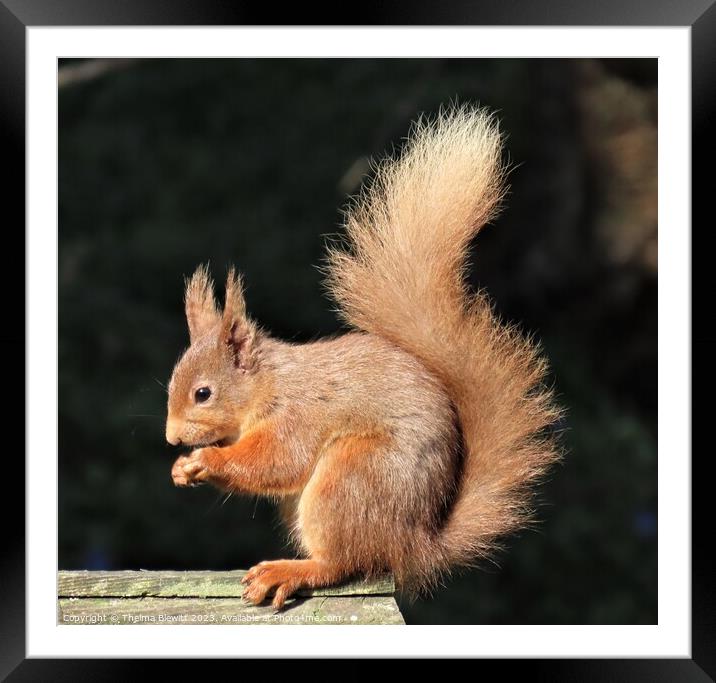 Highland Red Squirrel Framed Mounted Print by Thelma Blewitt