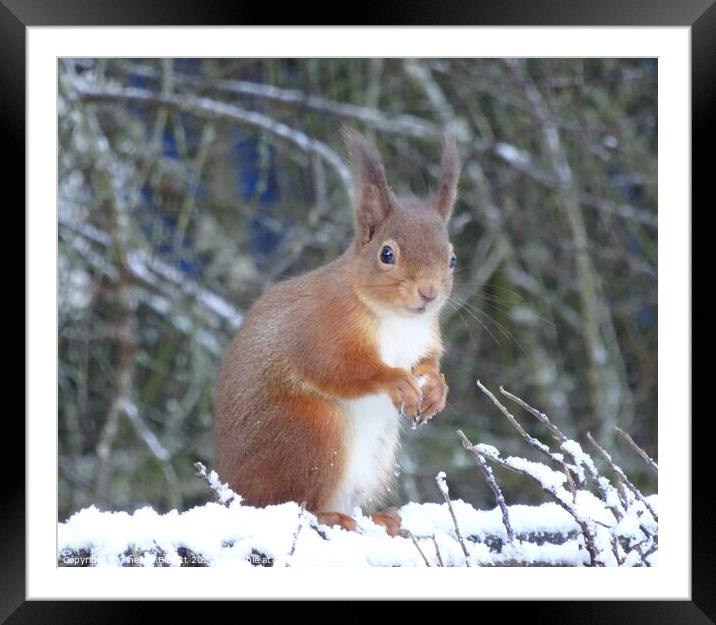 Red Squirrel in Winter Framed Mounted Print by Thelma Blewitt