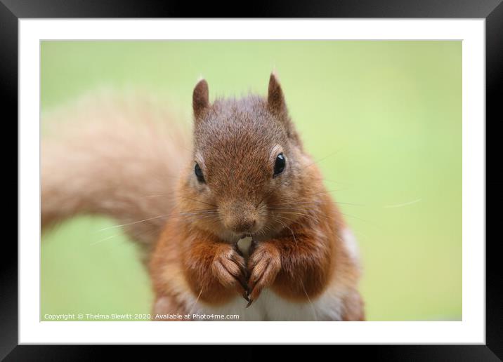 Red Squirrel Framed Mounted Print by Thelma Blewitt