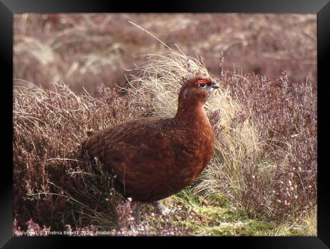 Red Grouse in Heather Framed Print by Thelma Blewitt