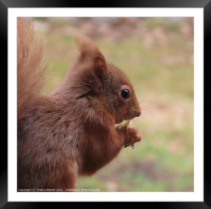 Red squirrel closeup Framed Mounted Print by Thelma Blewitt