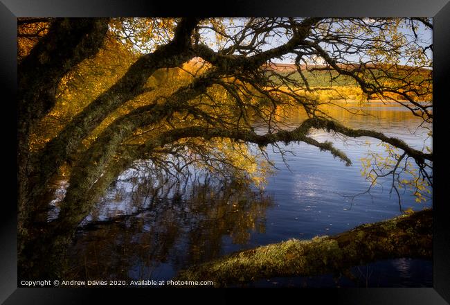 Autumn afternoon golden glow Framed Print by Andrew Davies