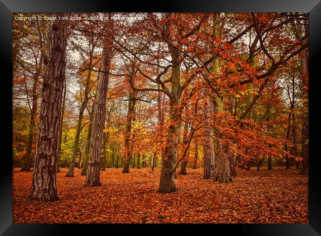 Autumn trees.  Framed Print by Caron York