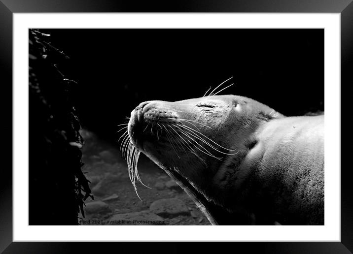 Seal pup Framed Mounted Print by Scott Duffield