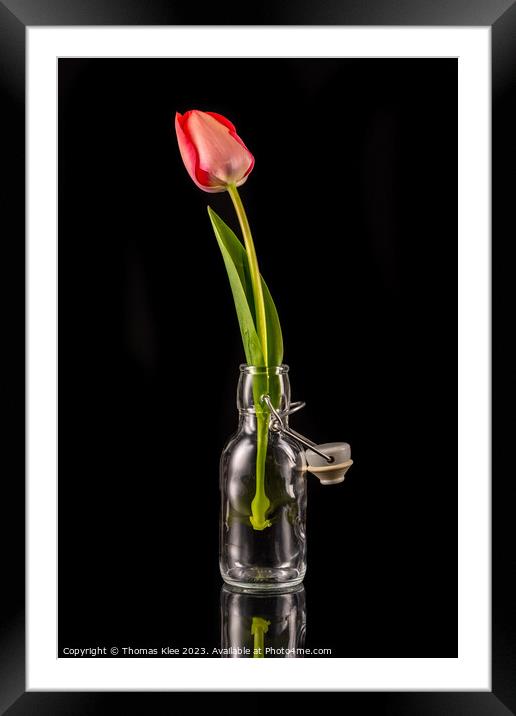 A red tulip in a small glass bottle with a swing stopper Framed Mounted Print by Thomas Klee