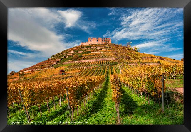 The castle ruin with vineyard in Staufen Framed Print by Thomas Klee