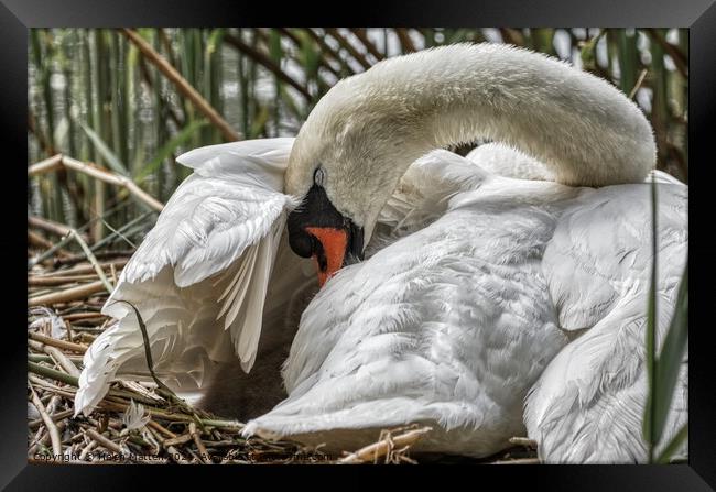 Swan settling her young under her wing Framed Print by Helkoryo Photography