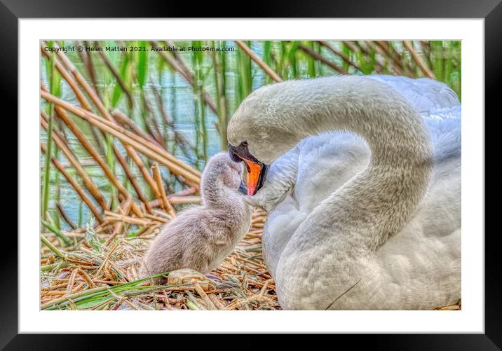 HDR Shot of a Swan and single Cygnet Framed Mounted Print by Helkoryo Photography