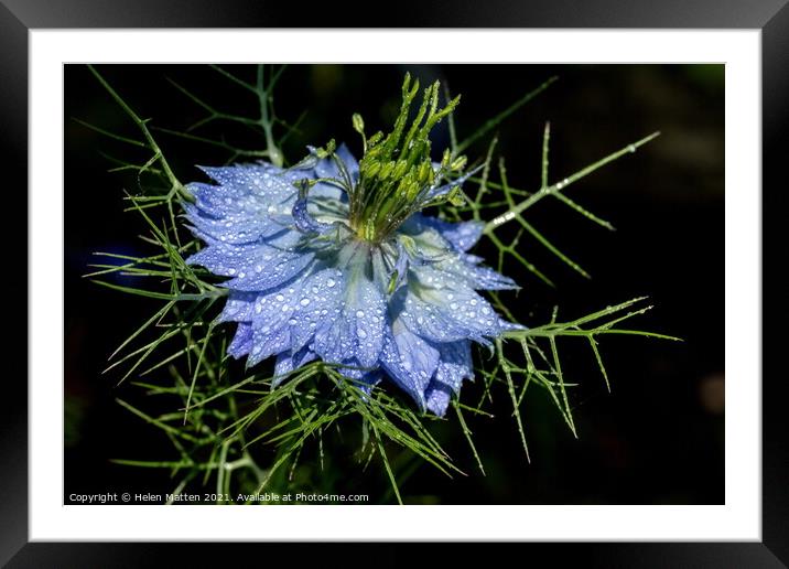 Love in a Mist in Blue on a Black background Framed Mounted Print by Helkoryo Photography