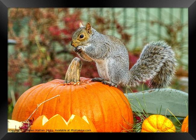 Grey Squirrel on a Pumpkin 1 Framed Print by Helkoryo Photography