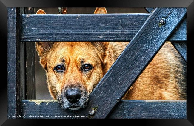 The Alsatian longing look Framed Print by Helkoryo Photography
