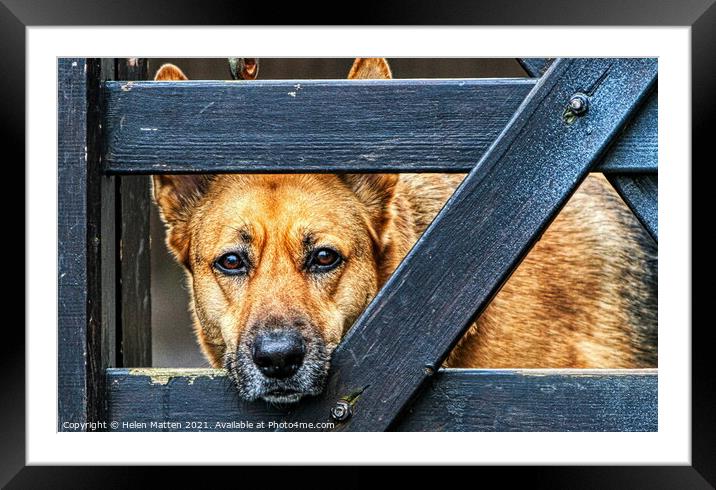 The Alsatian longing look Framed Mounted Print by Helkoryo Photography