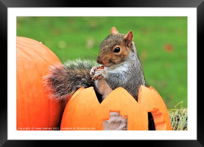 Grey Squirrel sitting in a carved pumpkin  Framed Mounted Print by Helkoryo Photography