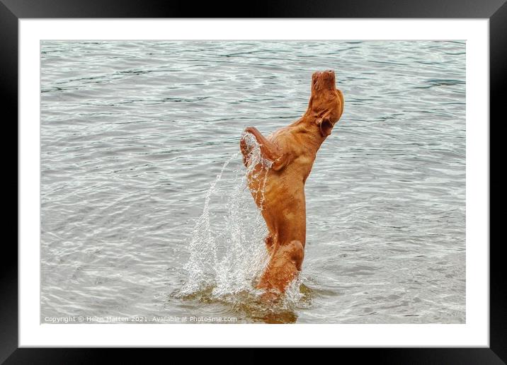  Vizsla dog The leap Wischler Framed Mounted Print by Helkoryo Photography