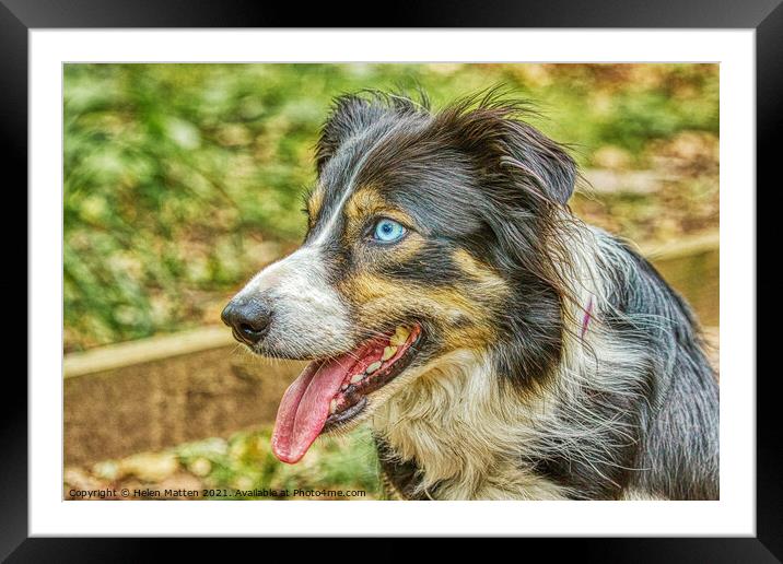 Border Collie Side View HDR Blue Eyes Framed Mounted Print by Helkoryo Photography