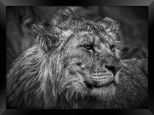 Male Lion Juvenile Black and White Framed Print by Helkoryo Photography