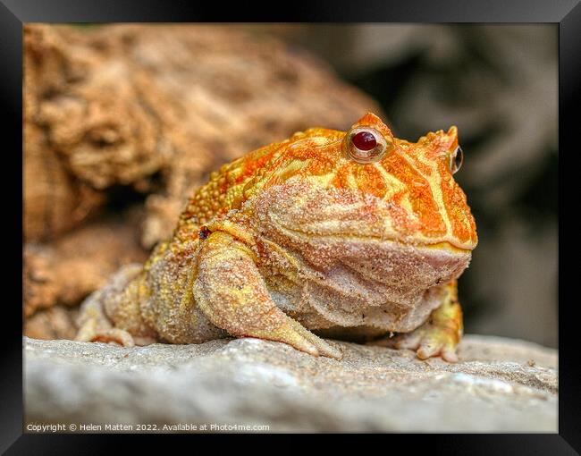 Albino Pac-Man Frog - Ceratophrys cranwelli Framed Print by Helkoryo Photography