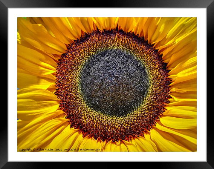 Helianthus Sunflower Centre Framed Mounted Print by Helkoryo Photography