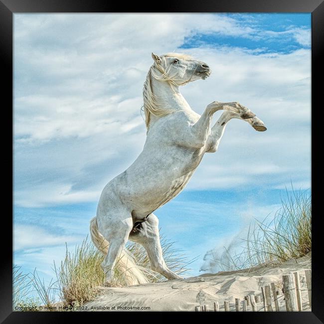 Camargue White Stallion Horse rearing 1 colour Framed Print by Helkoryo Photography
