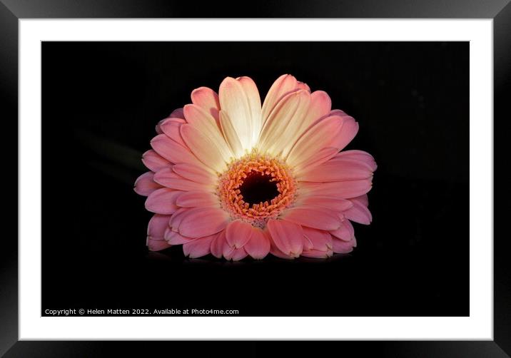 Gerbera in pink on black background lit by torchlight Framed Mounted Print by Helkoryo Photography