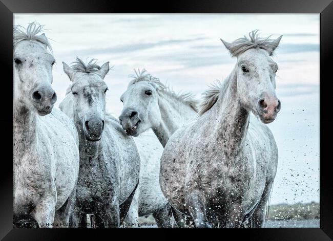 A close up of a group of young Camargue horses Framed Print by Helkoryo Photography
