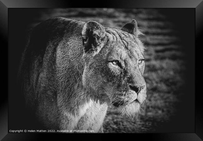 A lioness looking past the camera black and white Framed Print by Helkoryo Photography