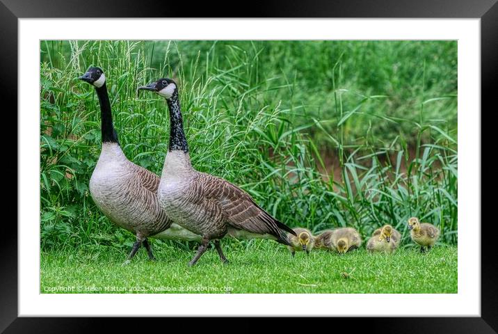 Canadian Goose Family Parade 1 Framed Mounted Print by Helkoryo Photography