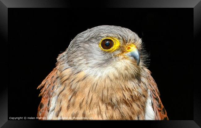Common Kestrel Falco Tinnunculus close up 1 Framed Print by Helkoryo Photography