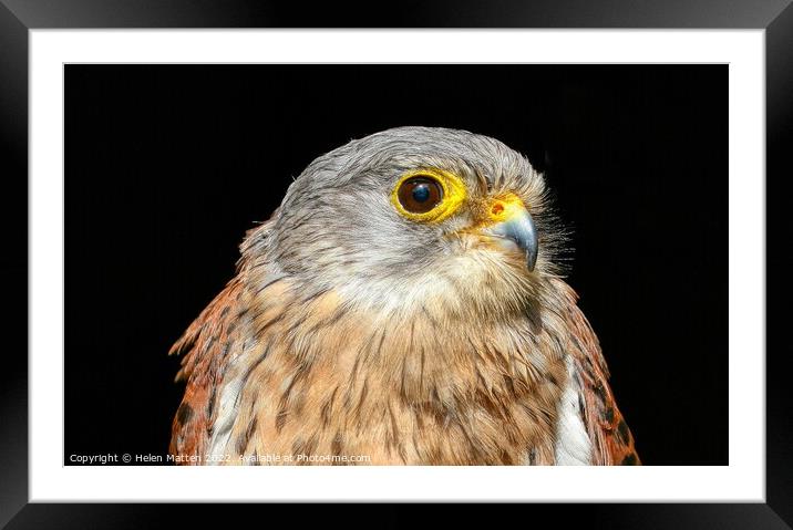 Common Kestrel Falco Tinnunculus close up 1 Framed Mounted Print by Helkoryo Photography