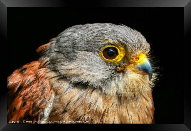 Common Kestrel Falco Tinnunculus close up 2 Framed Print by Helkoryo Photography
