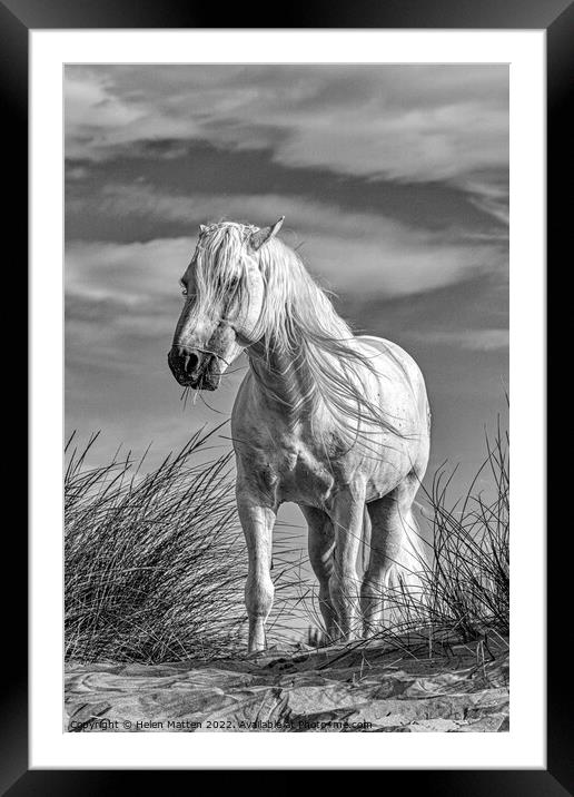 A White Camargue Stallion Horse Black and White Framed Mounted Print by Helkoryo Photography