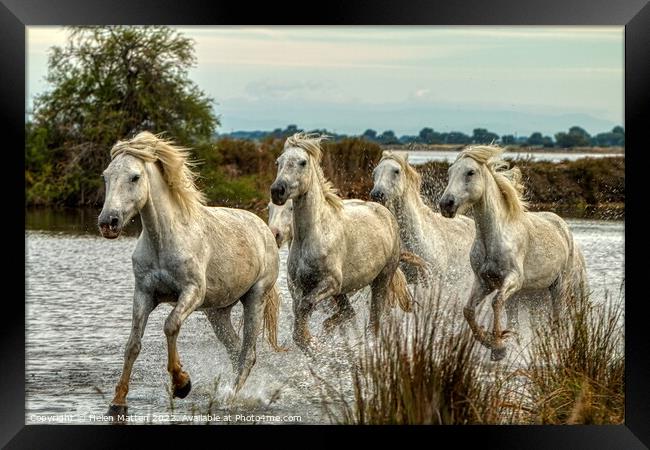 Camargue Wild White Horse in the Marshes 1 colour Framed Print by Helkoryo Photography