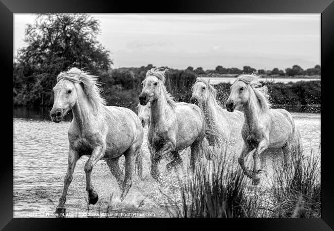 Camargue Wild White Horse in the Marshes 1 BW Framed Print by Helkoryo Photography