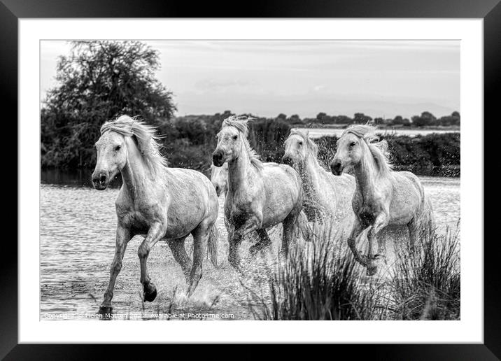 Camargue Wild White Horse in the Marshes 1 BW Framed Mounted Print by Helkoryo Photography