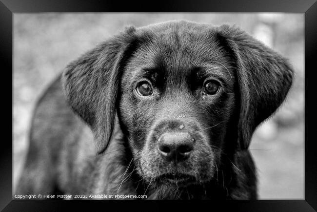 Loving Eyes Black Labrador pup Framed Print by Helkoryo Photography
