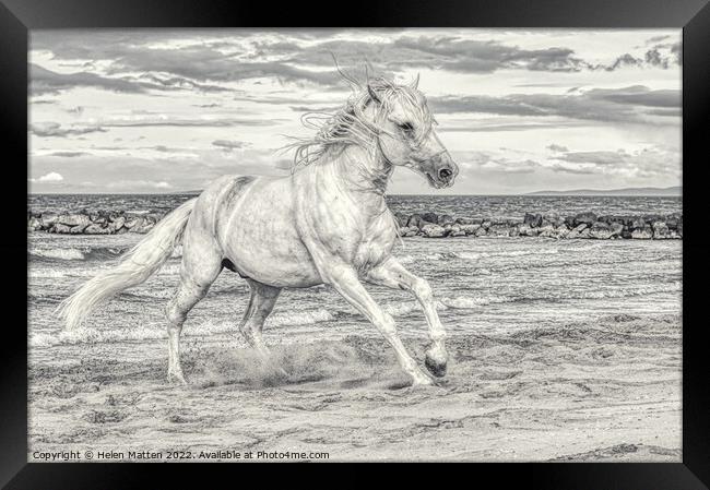 Camargue white stallion Black and White Framed Print by Helkoryo Photography