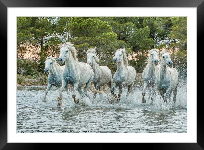 Wild White Horses in Marshes light sunset Framed Mounted Print by Helkoryo Photography
