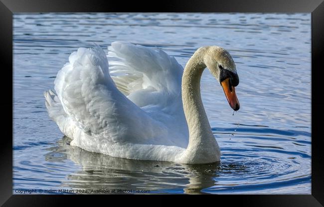Mute Swan Display in water 1 Framed Print by Helkoryo Photography