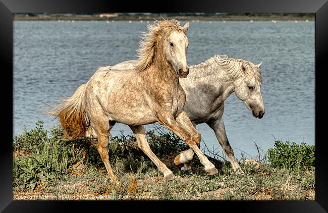 Two young stallions playing 2 Framed Print by Helkoryo Photography
