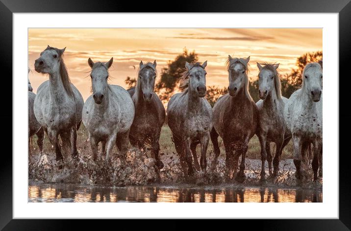 A herd of Camargue mares in the marshes Framed Mounted Print by Helkoryo Photography