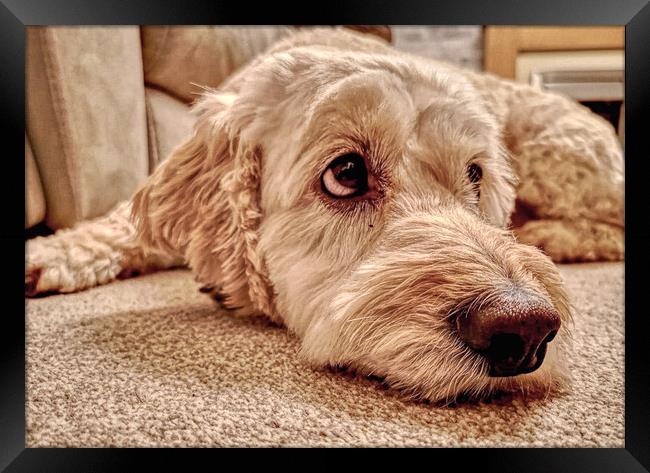 Labradoodle Loving Eyes Framed Print by Helkoryo Photography