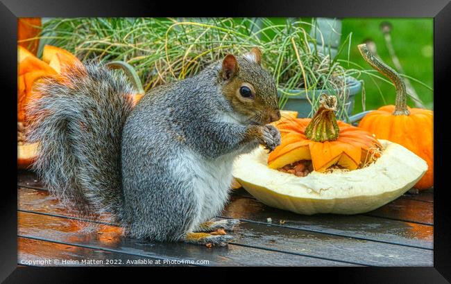 Halloween Grey Squirrel 1 Framed Print by Helkoryo Photography