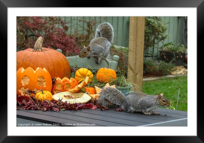 Halloween Grey Squirrel 2 Framed Mounted Print by Helkoryo Photography