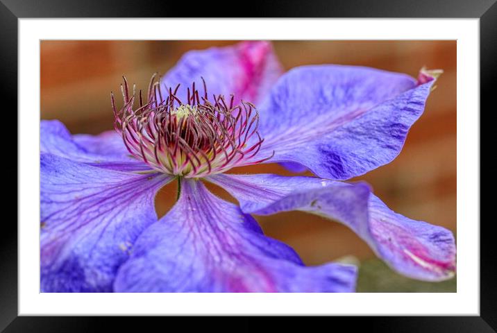 Enchanting Lilac Clematis Framed Mounted Print by Helkoryo Photography