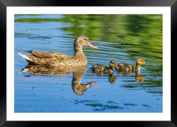 A Mothers Love Framed Mounted Print by Helkoryo Photography