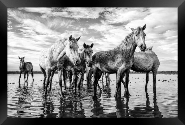 Majestic Camargue Horses Framed Print by Helkoryo Photography