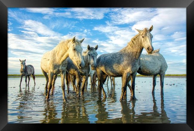 The Curious Camargue Herd Framed Print by Helkoryo Photography